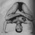 headstand9